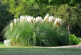 Augalai ir sodinukai