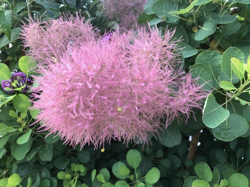 Kiti daugiamečiai augalai