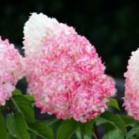 Šluotelinė Hortenzija Living Pink and Rose