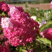 Šluotelinė hortenzija Fraise melba