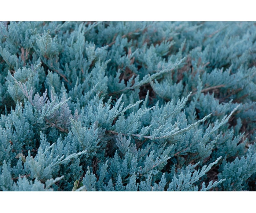 Kadagys gulščiasis Blue chip