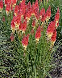 Kniphofia Pyromania Rocket’s Red Glare