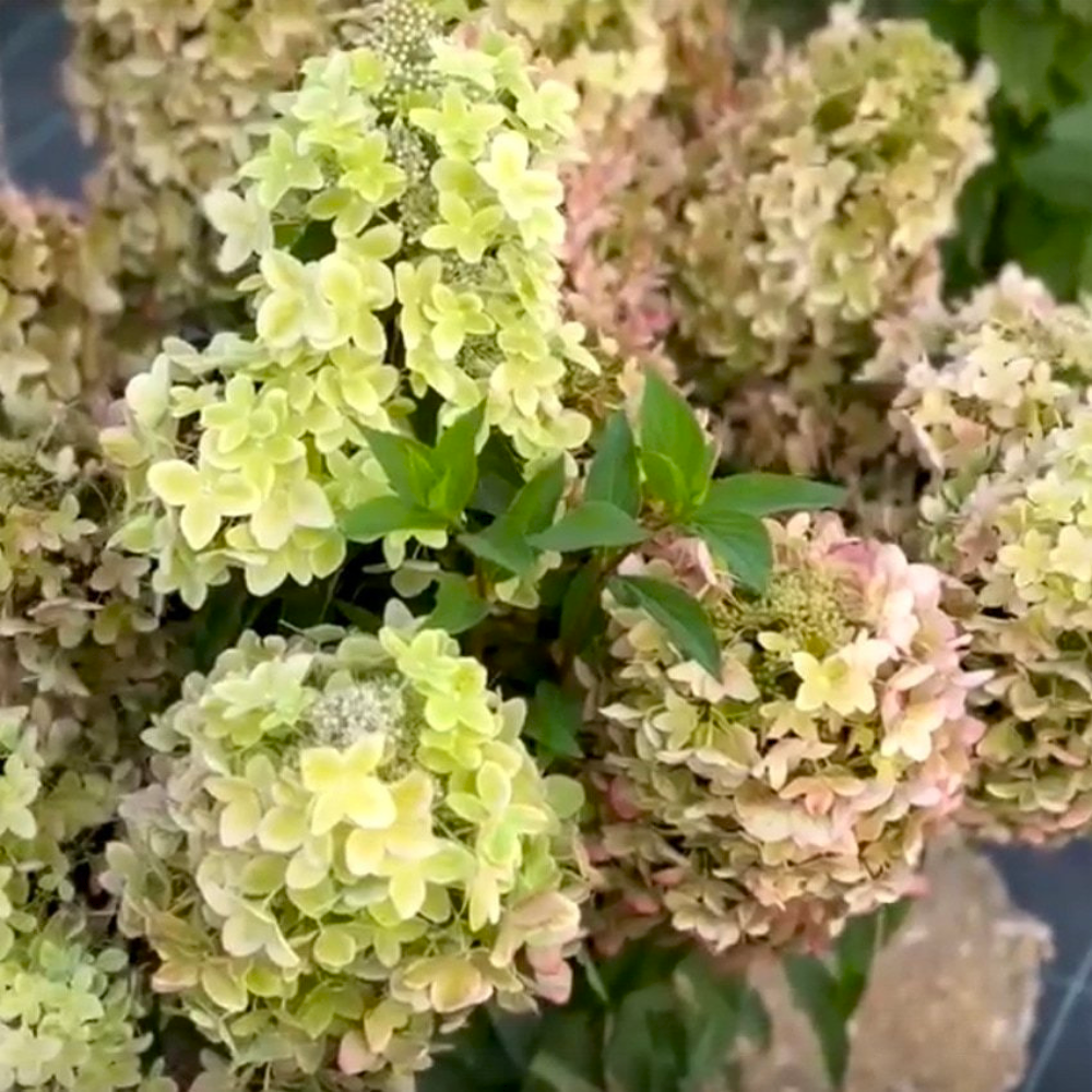 Šluotelinė Hortenzija Metallica