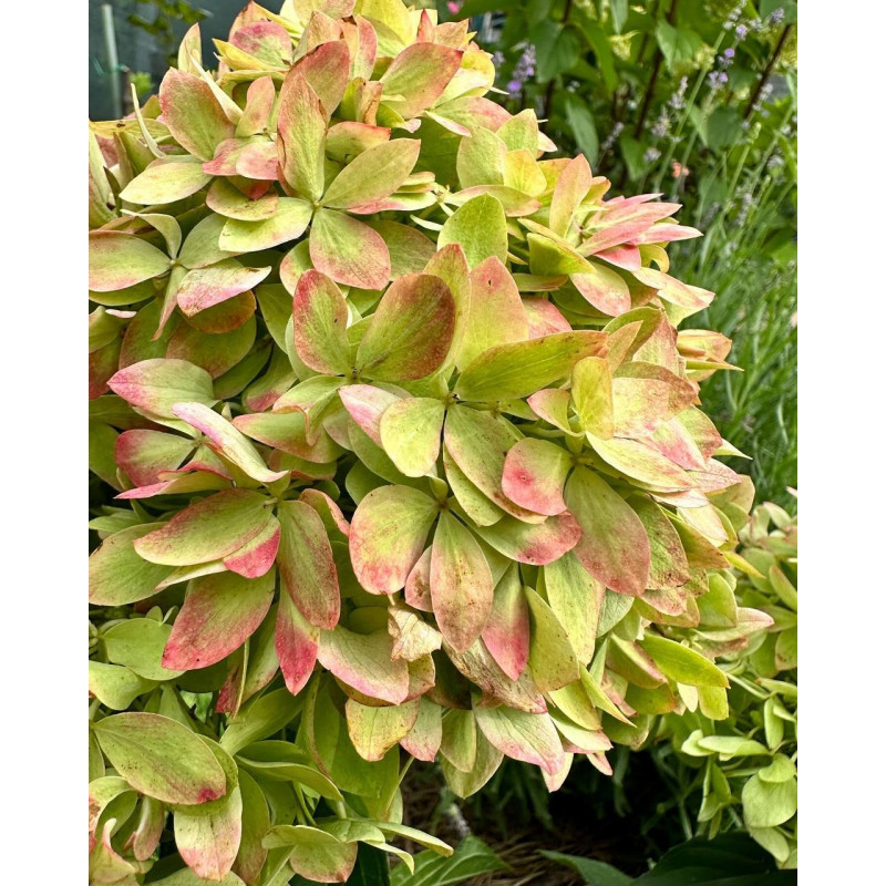 Šluotelinė Hortenzija Bee Green