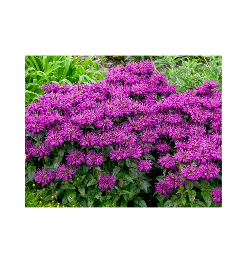MONARDA Sugar Buzz™ Grape Gumball