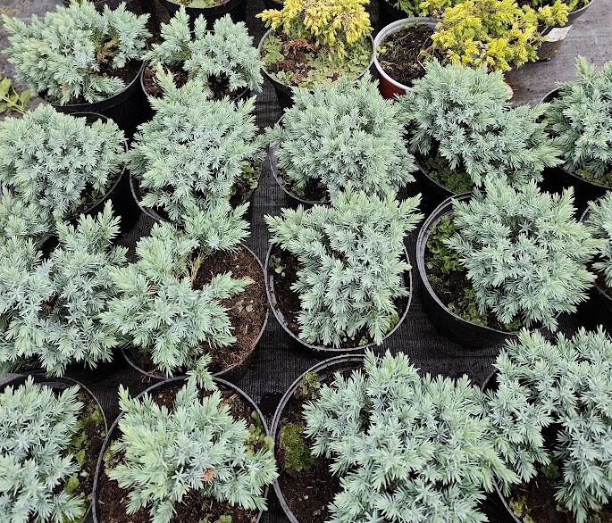 Kadagys tarpinis Blue Star