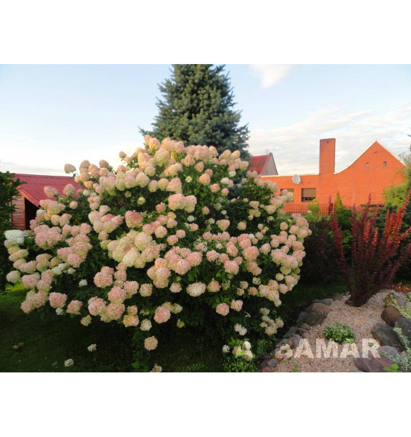 Šluotelinė Hortenzija Grandiflora